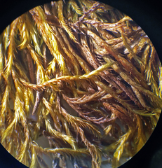 Hypnum cupressiforme lacunosum