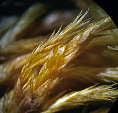 Hypnum cupressiforme lacunosum