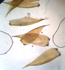 Hypnum cupressiforme lacunosum