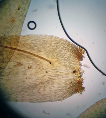 Hypnum cupressiforme lacunosum