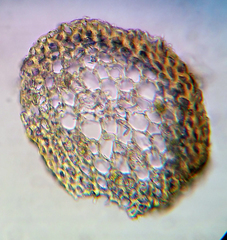 Hypnum cupressiforme lacunosum