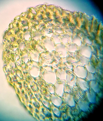 Hypnum cupressiforme lacunosum