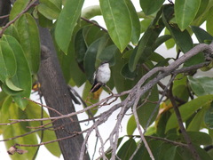 Mellisuga minima