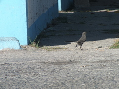 Mimus polyglottos