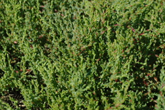 Petrosimonia oppositifolia