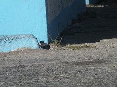 Mimus polyglottos