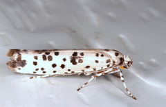 Yponomeuta pustulellus