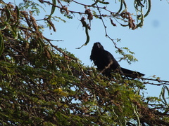 Crotophaga ani
