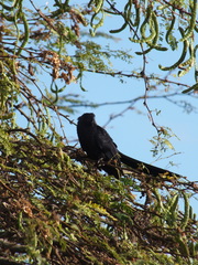 Crotophaga ani