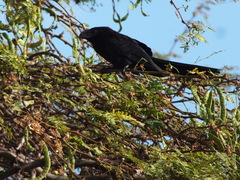 Crotophaga ani