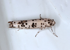 Yponomeuta pustulellus