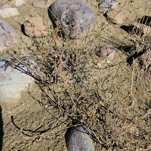 Image of Acmispon wrightii by (c) Indio Brown, some rights reserved (CC BY)