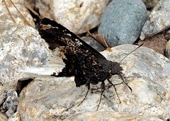 Cogia crameri