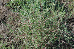 Petrosimonia triandra