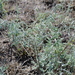 Artemisia santonicum - Photo (c) Дмитрий Епихин, alguns direitos reservados (CC BY-NC), uploaded by Дмитрий Епихин