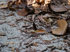 Faunis canens arcesilas