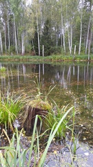 Hypnum cupressiforme lacunosum