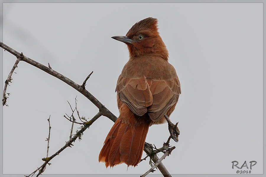 Brown Cacholote photo