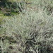 Artemisia taurica - Photo (c) Дмитрий Епихин, osa oikeuksista pidätetään (CC BY-NC), uploaded by Дмитрий Епихин