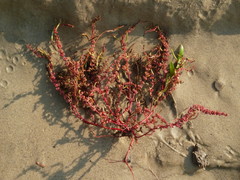 Rumex ucranicus
