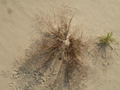 Eragrostis amurensis