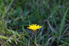 Taraxacum hybernum