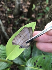 Paryphthimoides poltys