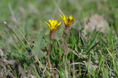 Taraxacum hybernum
