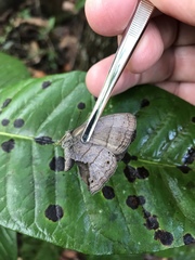 Paryphthimoides poltys