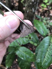 Paryphthimoides poltys