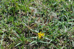 Taraxacum hybernum