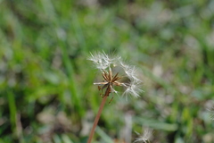 Taraxacum hybernum