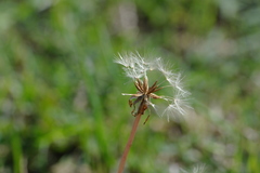 Taraxacum hybernum