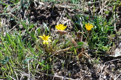 Taraxacum hybernum