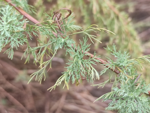 Artemisia molinieri, photograph 1