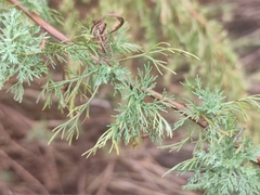 Artemisia molinieri, photograph (c) Augustin Soulard, some rights reserved (CC BY)