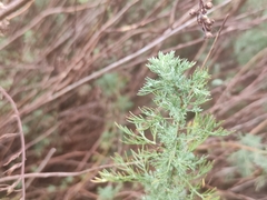Artemisia molinieri, photograph (c) Augustin Soulard, some rights reserved (CC BY)