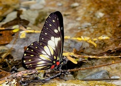 Catasticta sisamnus