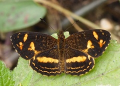 Telenassa berenice