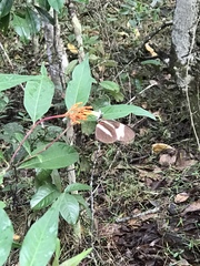 Heliconius melpomene