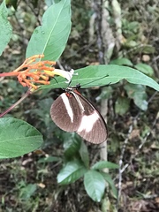 Heliconius melpomene