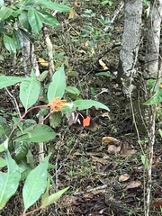 Heliconius melpomene