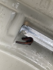 Plethodon cinereus image