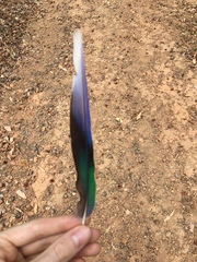 Barnardius zonarius semitorquatus