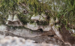 Dentocorticium portoricense