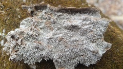Dentocorticium portoricense