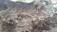Dentocorticium portoricense