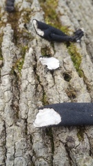 Xylaria primorskensis