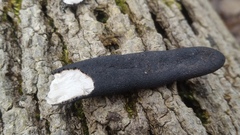 Xylaria primorskensis