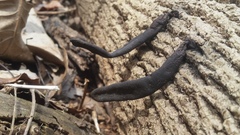 Xylaria primorskensis